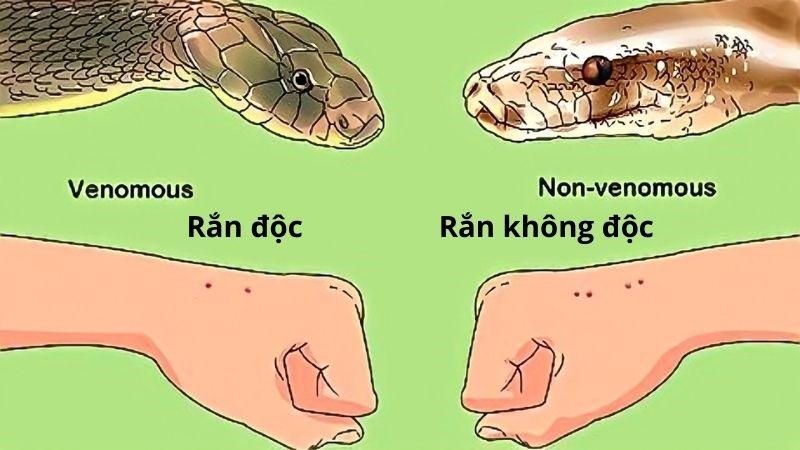 Hình ảnh cận cảnh các loại hoa ly có đốm, sọc hoặc chuyển màu độc đáo, khác biệt so với màu đơn sắc